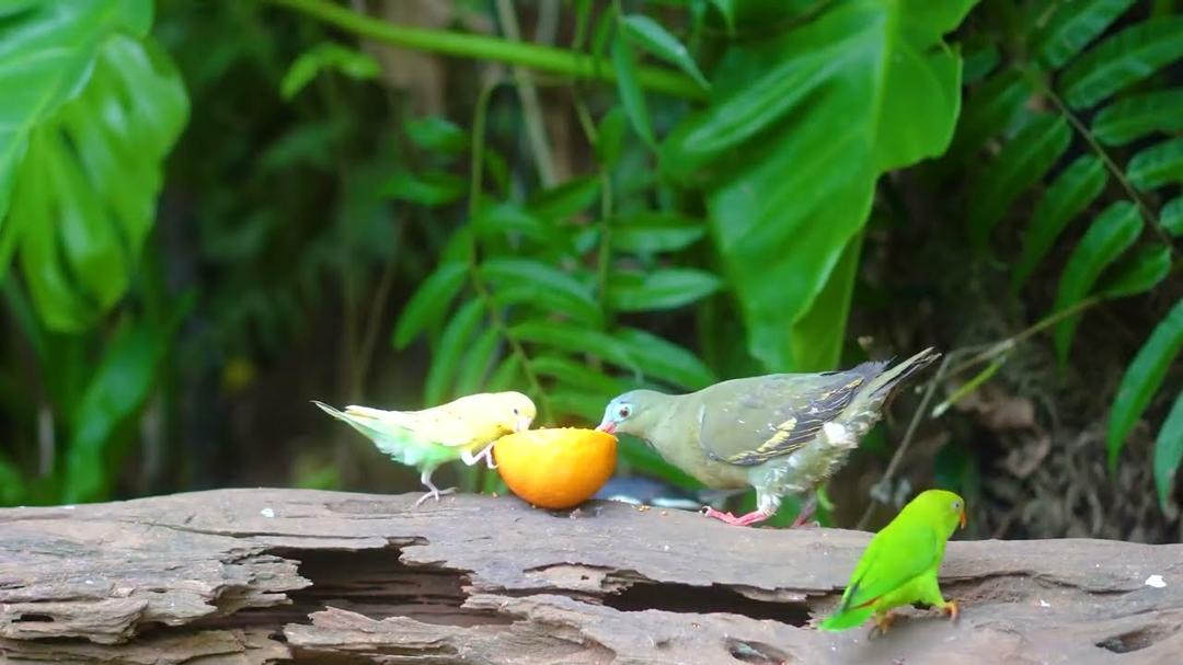 [NO ADS] Cat TV for Cats to Watch 😺 Birds & Squirrels Enjoy a Quiet Meal Under the Trees 🐦🐿️ 4K HDR