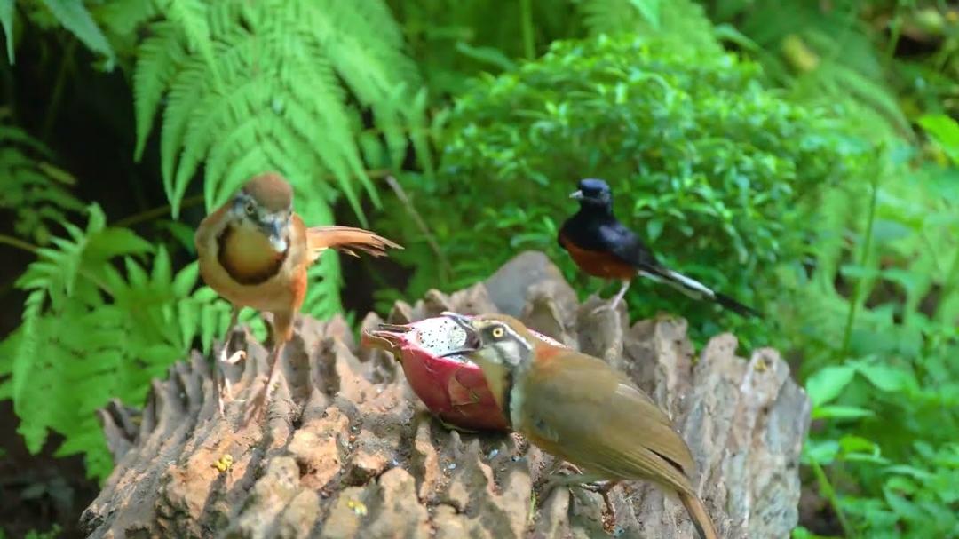 [NO ADS] Cat TV for Cats to Watch 😺🐦Crazy Birds and Funny Red Squirrels 🐿️ Videos for Cats to Watch
