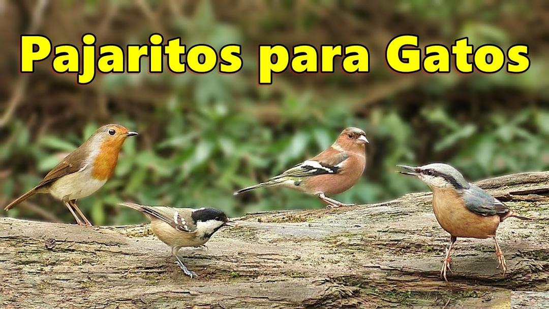 Videos y Película Para Gatos ~ Pajaritos para Gatos