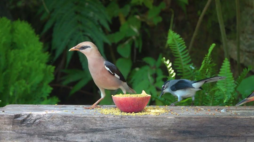 Cat TV for Cats to Watch 😺🐦 Birds Squirrels in the Forest 🐿️ Videos for Cats to Watch [NO ADS]