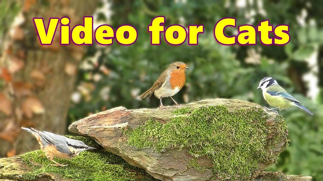 Birds for Cats to Watch ~ Mossy Rock Adventure ⭐ 8 HOURS ⭐