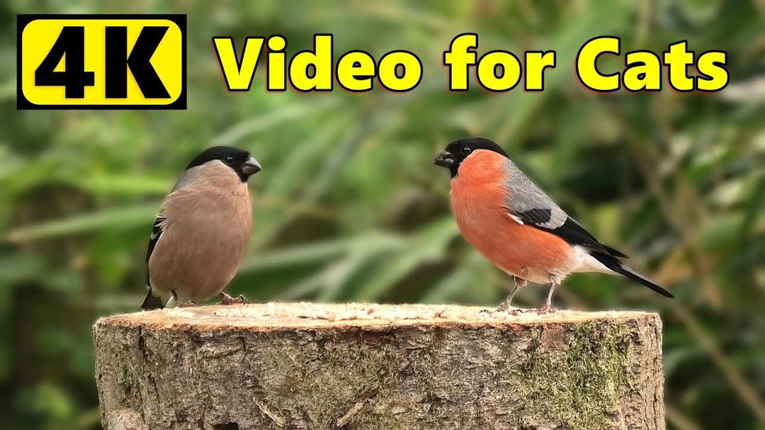 Videos for Cats - 4K Birds Extravaganza ⭐ 10 HOURS ⭐