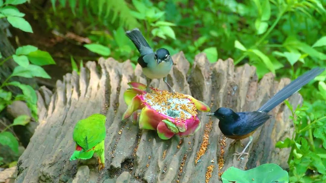 [No Ad Interruptions] Cat TV 😺 Playful Birds Squirrels in the Forest 🐿️ 4 Hours videos for cats 4K
