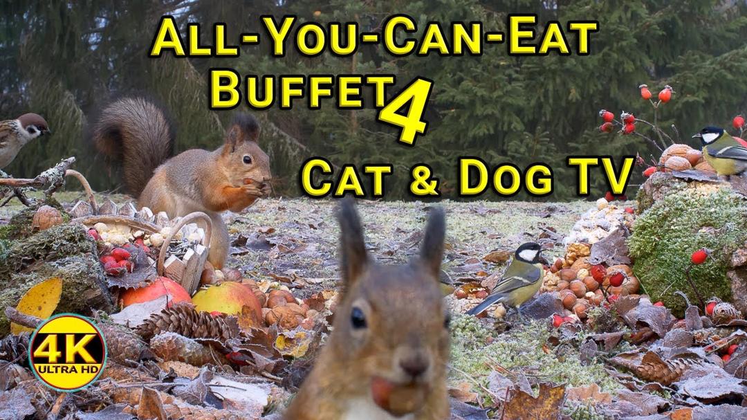 Videos for Cats to Watch 😺📺 Cute Birds and Red Squirrels Having a Forest Party - No Middle Ads