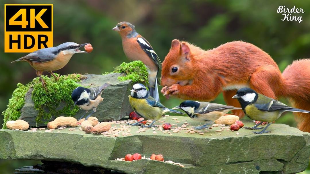 Cat TV for Cats to Watch 😺❤️ Charming Backyard Birds and Squirrels 🐿️ Cat Games 4K HDR