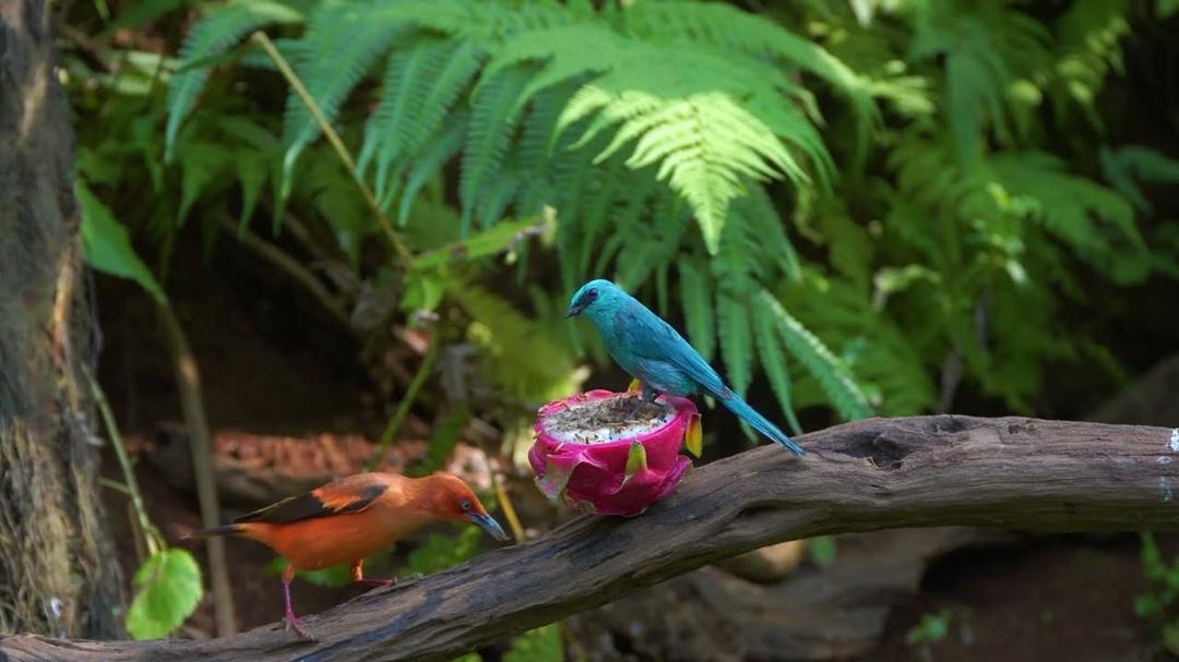 Cat TV 😸 Curious Birds & Squirrels Snack Beside Flowers 🐿️🕊️ Cat-Friendly Visuals HDR