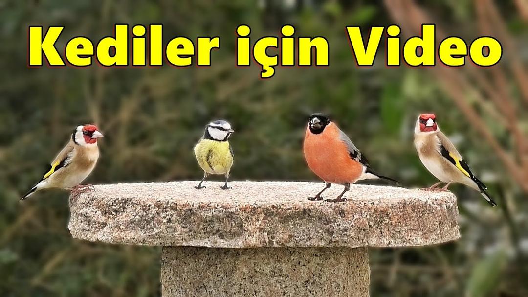 Kedi TV ~ kedilerin ormanlık kuşları izlemesi için video