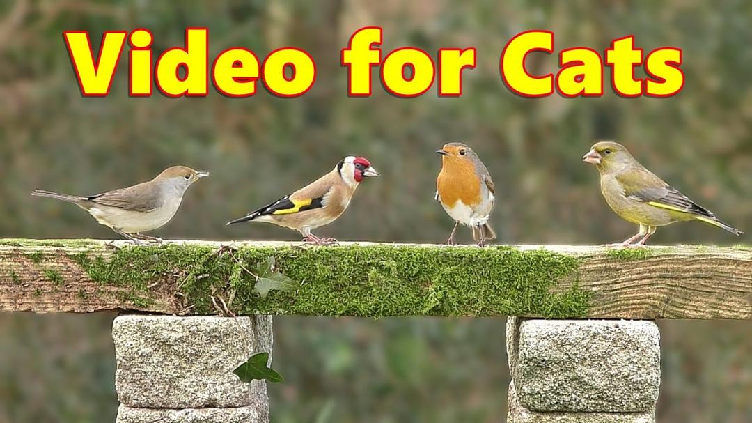 Cat TV ~ Birds on Stage Stimulation Videos for Cats to Watch