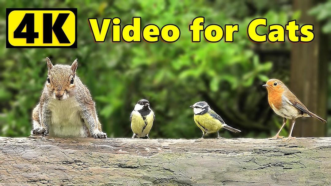 Cat TV 4K ~ Birds and Squirrels ⭐ Happy New Year ⭐