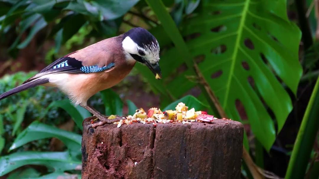 Cat TV NO ADS😻 Guinea Pig, Birds and Squirrels Enjoying a Colorful Fall Day 🌸🐿️ Cat Games 4K HDR