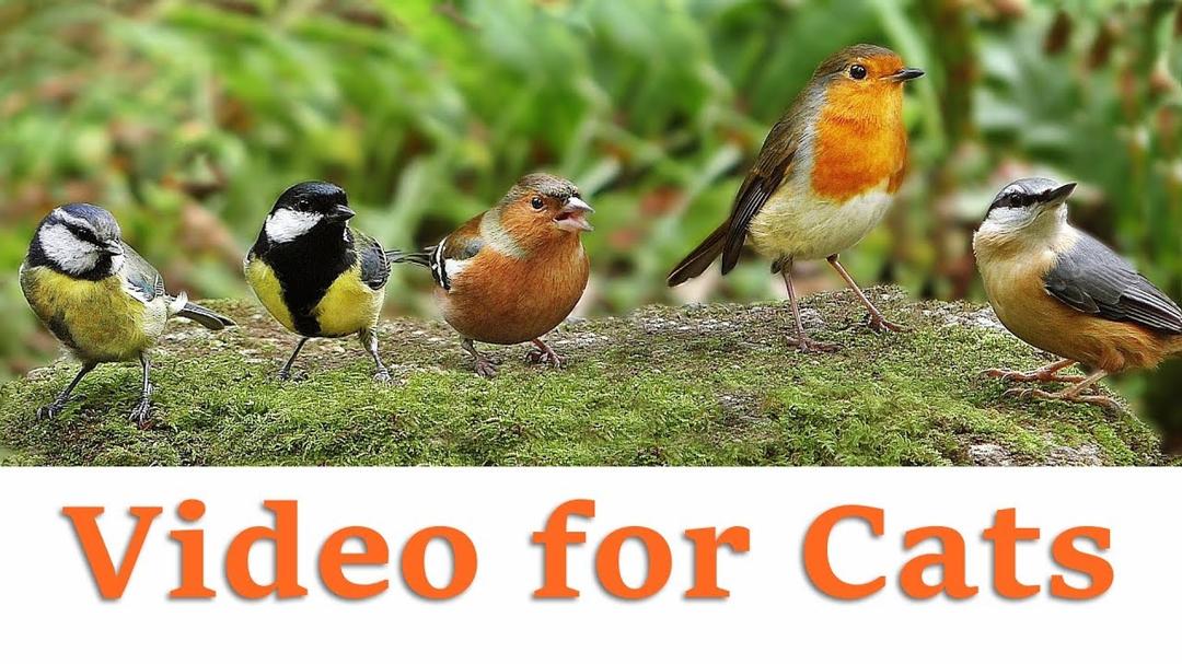Videos for Cats to Watch - November Birds Extravaganza