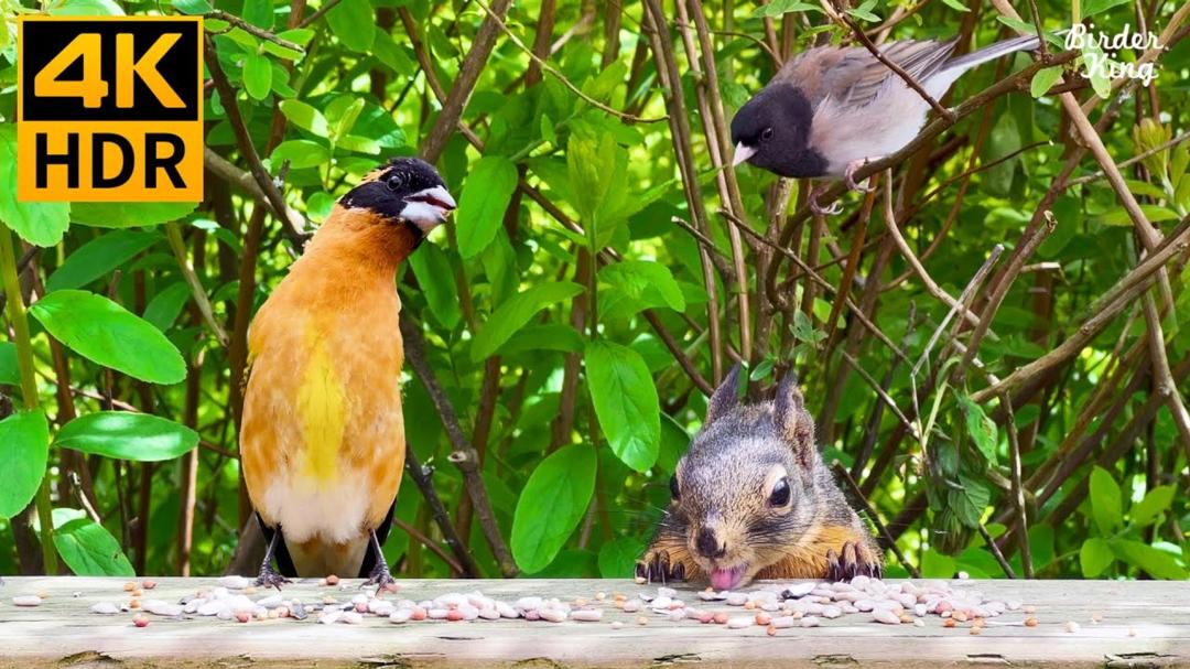 Cat TV for Cats to Watch 😺 Beautiful birds and cute squirrels in summer 🐦🐿 8 Hours(4K HDR)