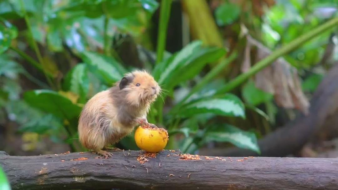 CAT TV NO ADS for Cats to Watch 😻 Cheerful Birds, Squirrel Kittens & After the Rain in the Forest 4K