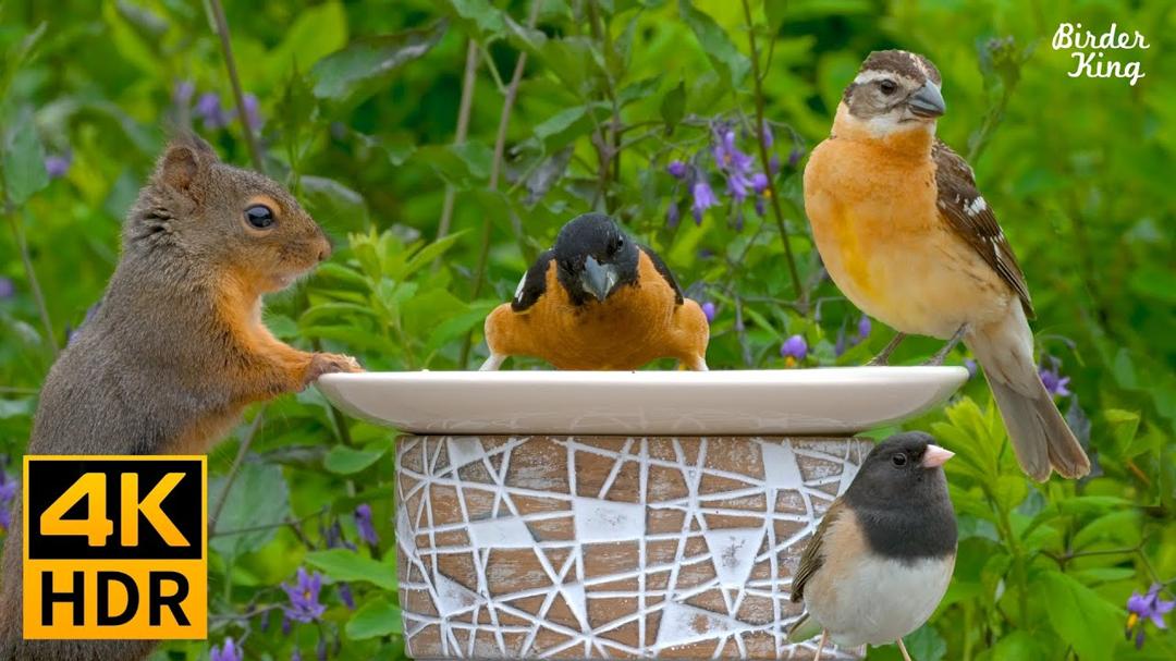 Cat TV for Cats to Watch😺8 Hours❤️ Beautiful Birds, Squirrels, Relax Your Pets(4K HDR)