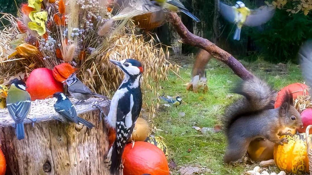 Cat TV for Cats to Watch 😺 Playful Birds and Silly Squirrels🐿️ Autumn Fun for Your Furry Friend