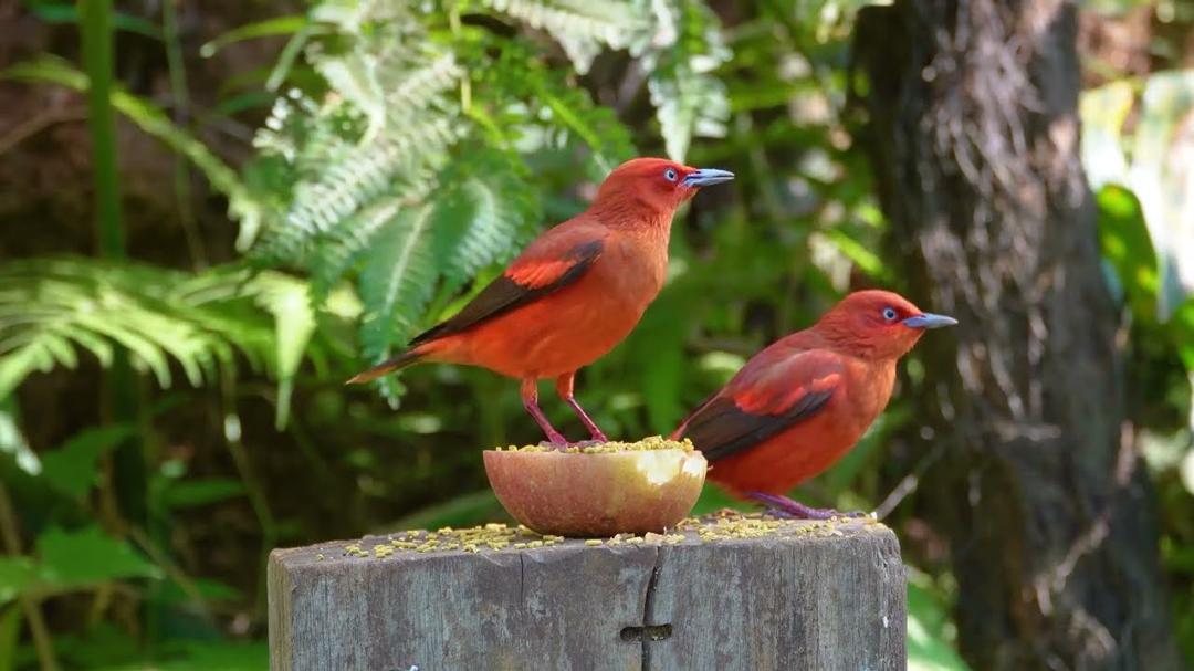 Calming Videos for Cats 😸 Gentle Birds & Sneaky Squirrels Search for Food 🐿️  4K HDR