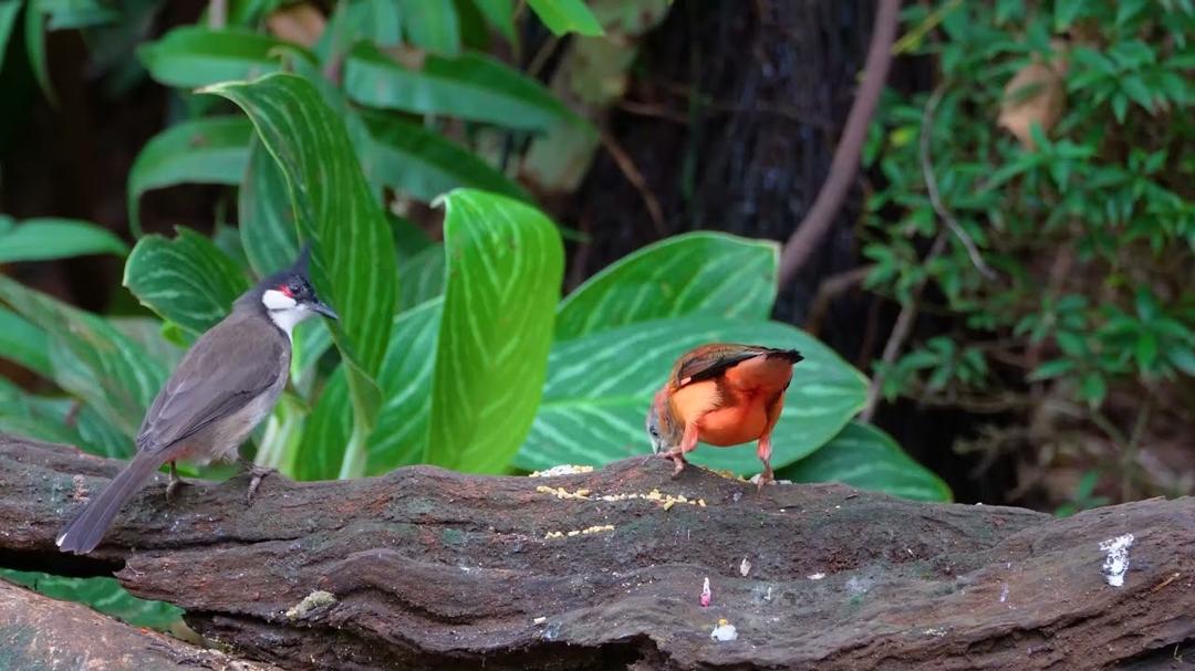 Cat TV - Dog TV for Cats to Watch 😺🐦 Crazy Birds, Chipmunks and Squirrels 🐿 Cat Games 4K HDR