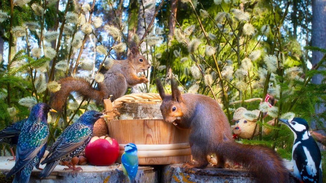 CAT TV NO ADS😺  Hang Out with Pretty Birds and Cutest Squirrels