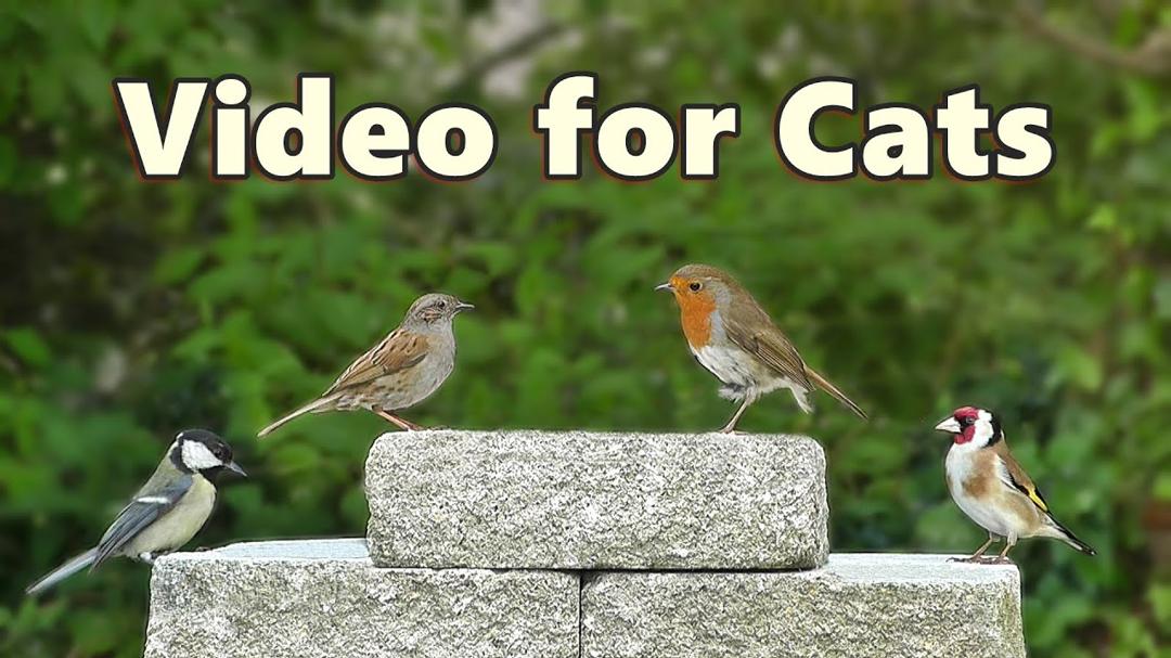 Birds for Cats to Watch ~ Beautiful 8 HOUR Cat TV Videos