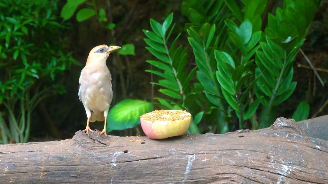 Cat TV for Cats to Watch 😺 Bouncy chipmunks, Squirrels, and Birds 🐿 4 Hours Cat Games 4K HDR 60FPS
