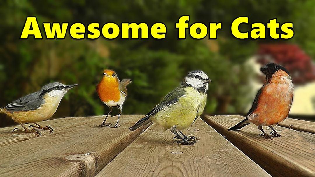 Cat TV - AWESOME Chirping Birds and Sounds for Cats to Watch and Enjoy ⭐ 8 HOURS ⭐