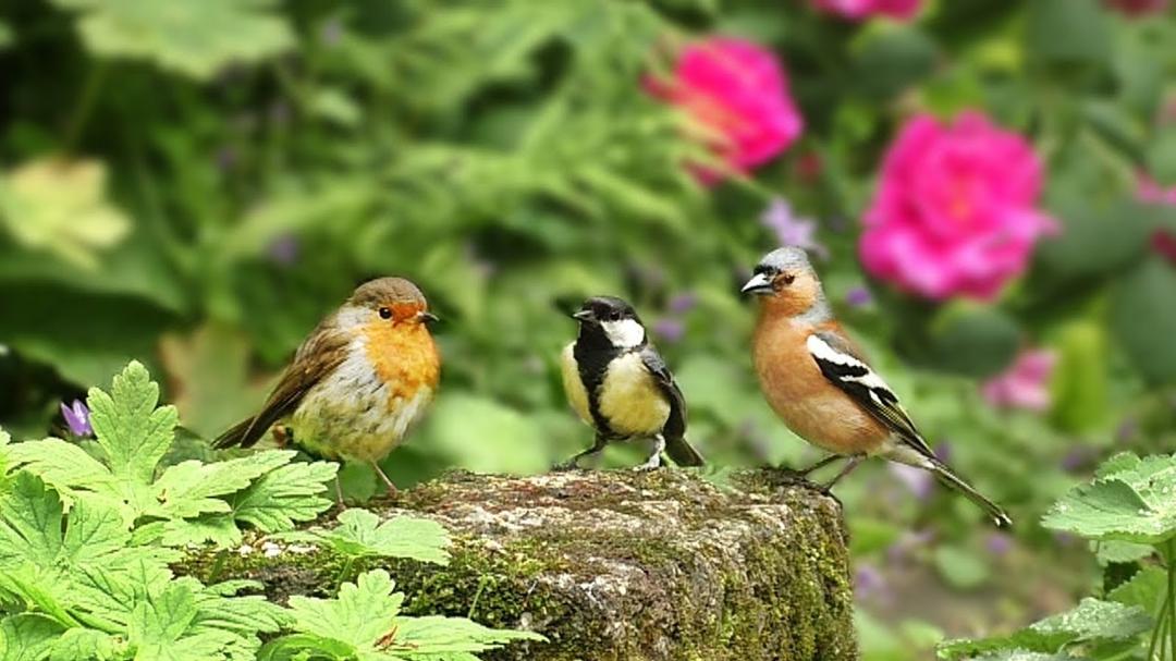 Videos for Cats to Watch : Birds in The Rose Garden