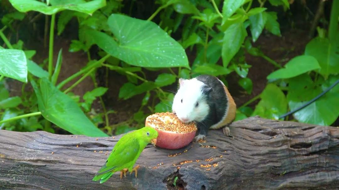 [No Ad Interruptions] Cat TV for Cats to Watch 😺 Birds and Squirrels 🐿️ Videos for Cats and Dogs
