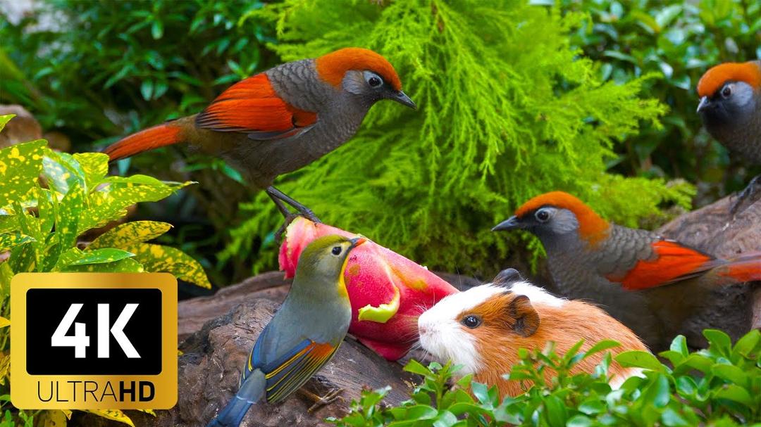 Calming TV for Cats 😻 Birds & Squirrels Celebrate the New Year in Style 🐦 Ad-Free 4K Fun