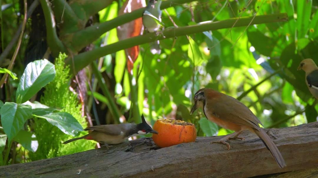 Magical Cat TV 😺 Birds & Squirrels Feast as the Frost Melts Away 🐿️ Videos for Cats 4K HDR