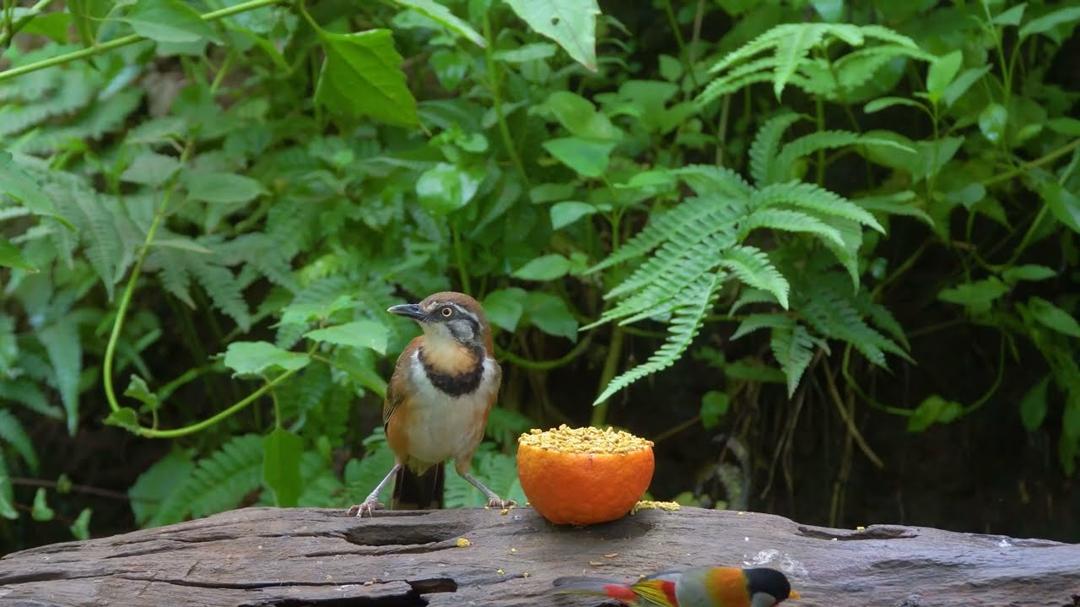 Cat TV: Videos for Cats 😸 Birds & Squirrels Fun All Day Long 🐿 Cat Games 4K HDR