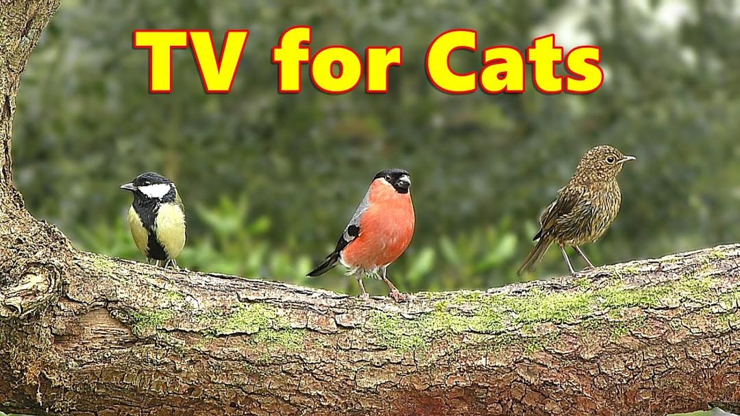 Colorful Birds in The Trees ~ Mesmerizing Cat TV