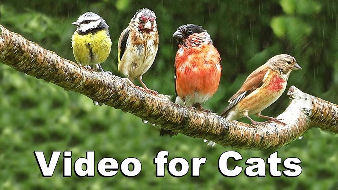 Videos for Cats to Watch - The Rainbirds