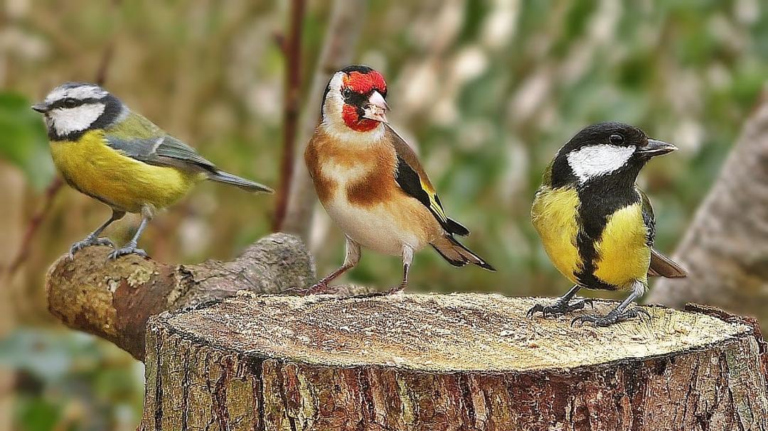 Bird Sounds Spectacular : Morning Bird Sound