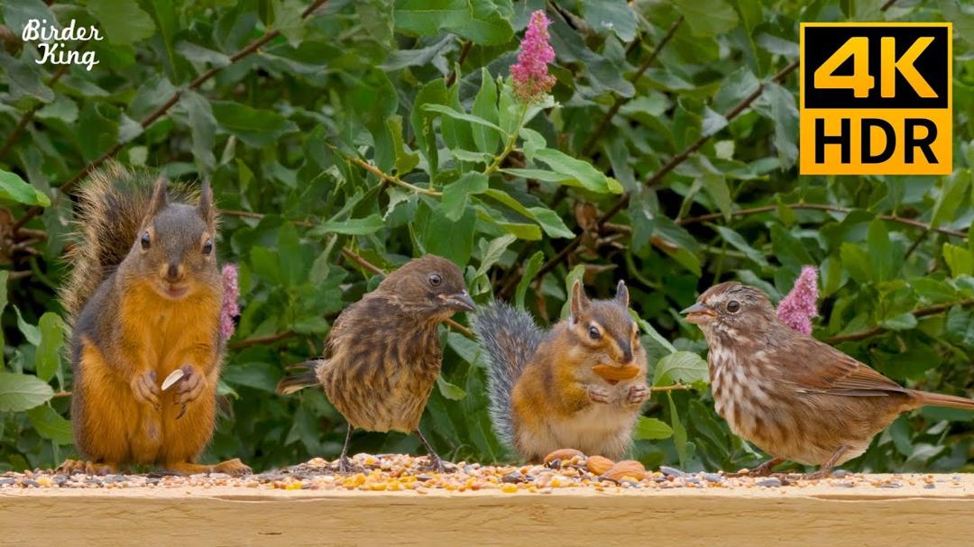 Cat TV for cats to watch 🐱🐦 Baby birds and mother squirrels 🐿 8 hours(4K HDR)