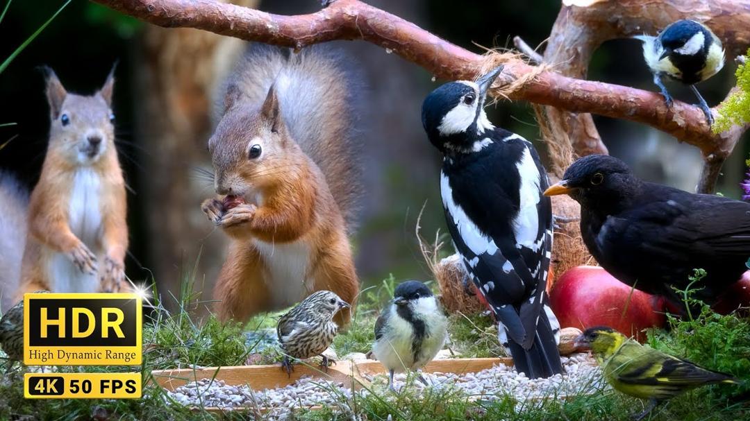 Squirrel and Bird Watching with Chirps and Chatter 10 hours Nature Fun for All 4K HDR