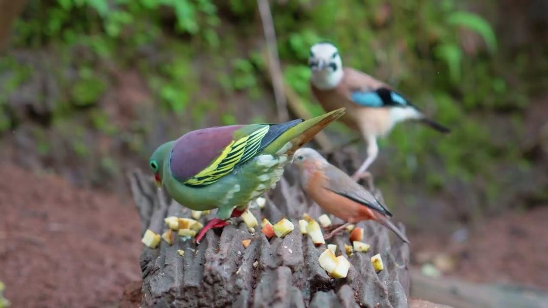 Cat TV for Cats to Watch 😺🐦 Birds and Squirrels Exploring a Peaceful Garden 🐿 Cat Games 4K HDR