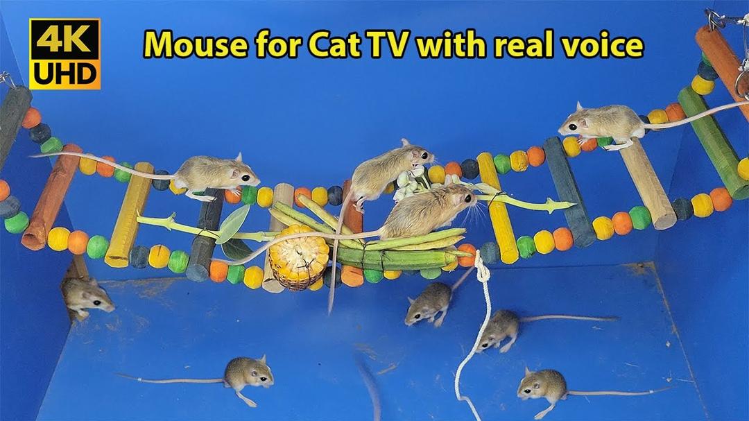 Cat Games - Video for Cats To Watch Mice on Ladder - Cat Entertainment Video - 4k UHD