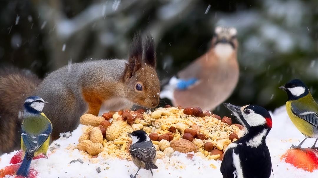 Best for Cats 😺 Lots of Birds, Red Squirrels and Falling Snow (10hrs)