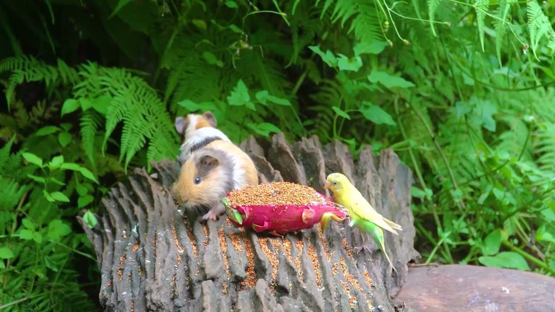 Cat TV for Cats to Watch 😺🐦 Birds & Squirrels Visit the Fountain to Feast 🌻 Real Nature Fun 4K HDR