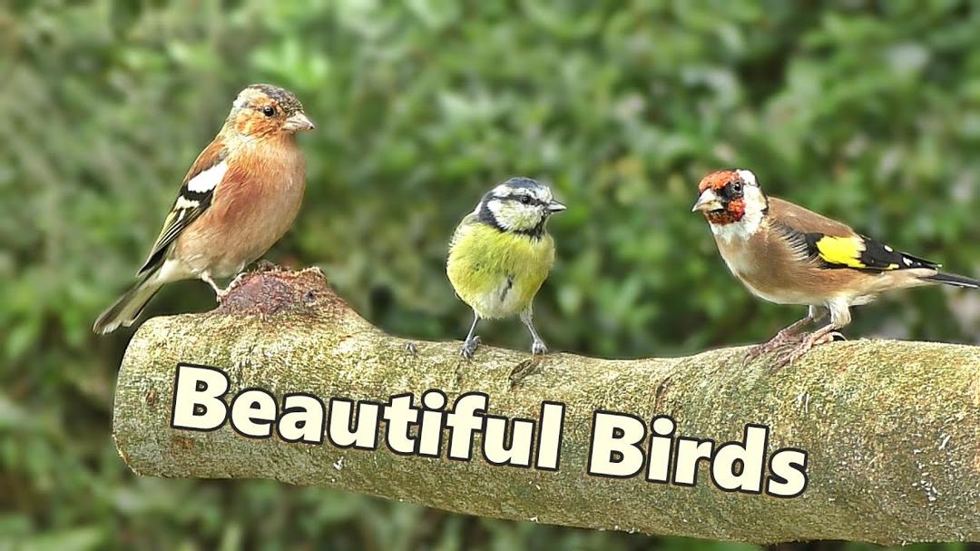 Birds, Birds and More Birds ⭐ 8 HOURS ⭐ NEW ✅