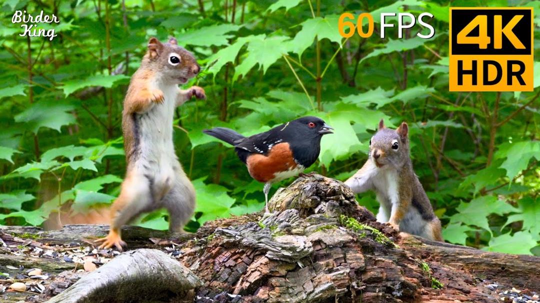 Cat TV for Cats to Watch 😺 Squirrels, Birds & a Whole Lot of Drama! 🐿 Cat Games 4K HDR