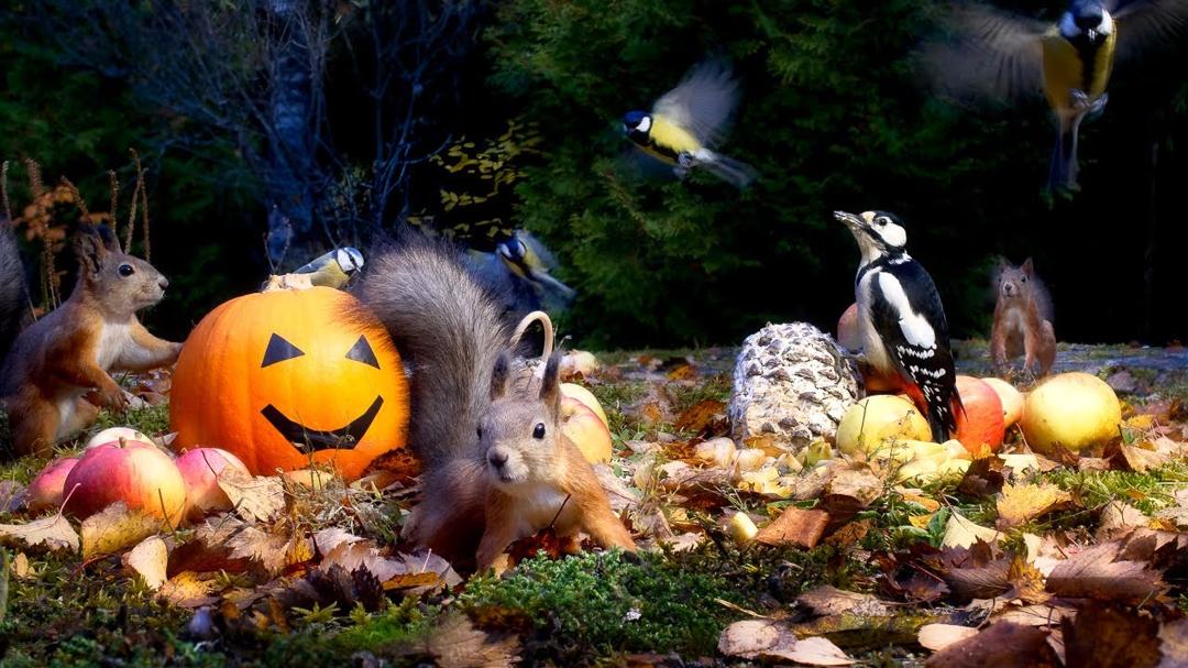 Halloween Cat & Dog TV: Autumn Fun for Red Squirrels and Beautiful Birds (with Re-mastered audio)