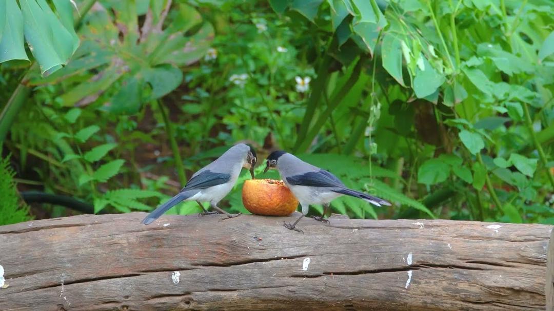 Cat TV for Cats to Watch 😺 Summer Birds & Squirrels 🐿️ Videos for Cats to Watch 🐦NO ADS 4K