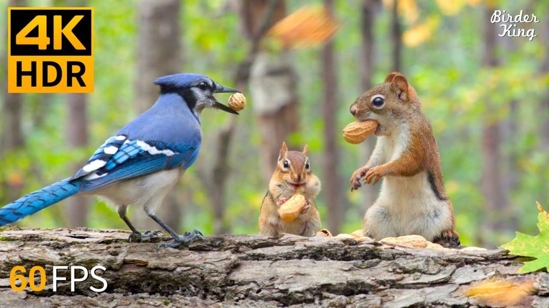 Cat TV for Cats to Watch 😺 Fall in Love with Chipmunks, Birds, Squirrels 🐿 4K HDR 60FPS