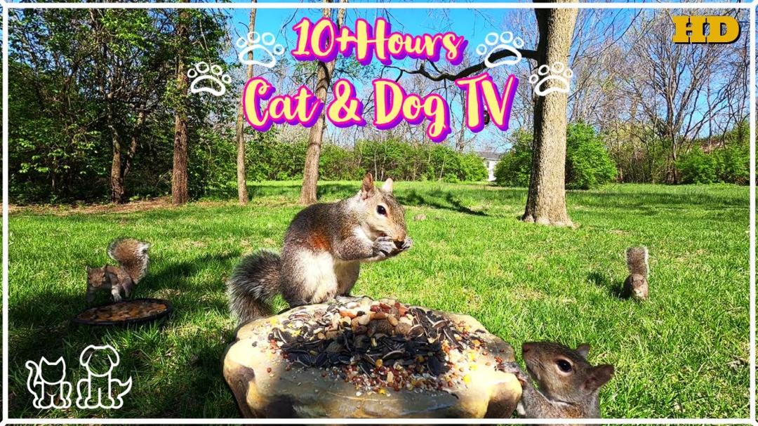 TV for Pets 😸🐶 | 🌞Squirrels and Birds enjoy a beautiful Spring day 🌞|  10+ HOURS