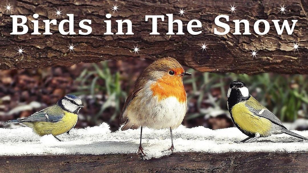 Videos for Cats and People to Watch - Birds in The Snow SPECTACULAR