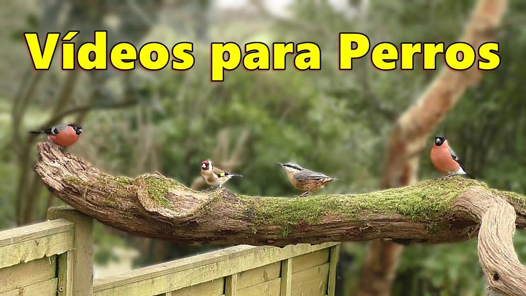 Vídeos Para Perros ~ Vídeos encantadores para que los perros los vean en la televisión ⭐ 8 HORAS ⭐