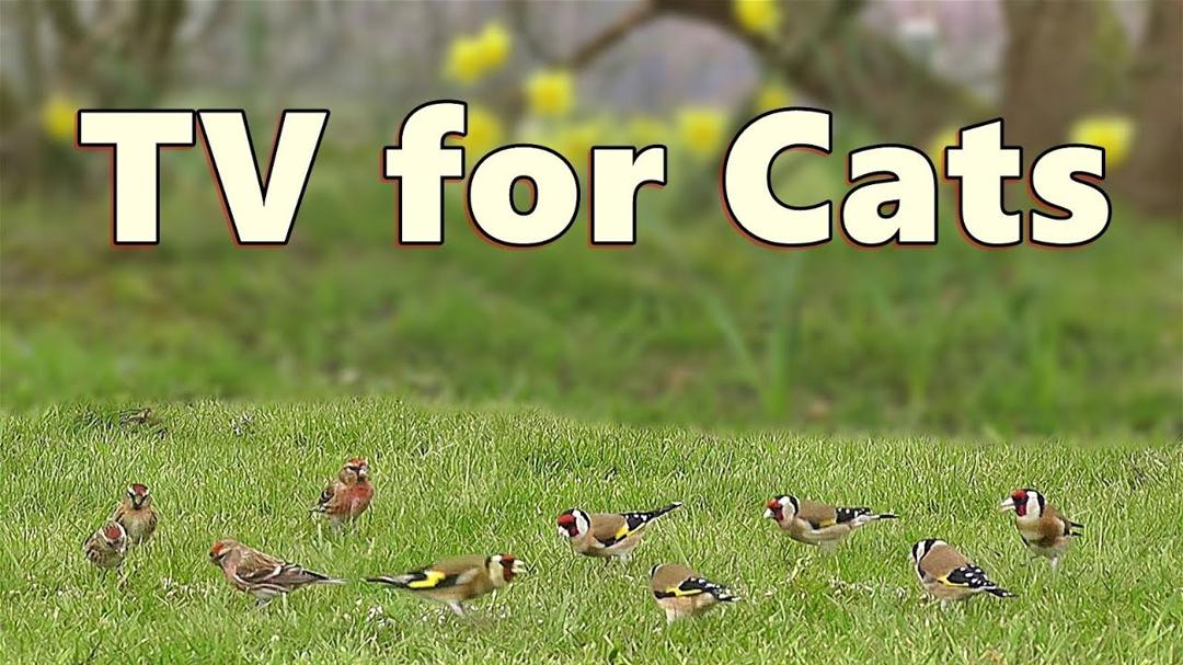 Cat TV - Videos for Cats to Watch Birds in The Short Grass