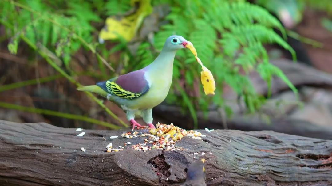 Cat TV NO ADS for Cats to Watch 😺🐦 Awesome Birds, Squirrels and Guinea Pig 🐿 Cat Games 4K HDR