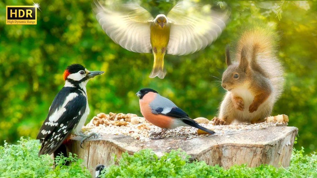 Cat TV😻 Backyard BIRDS for Cats to Watch and their Squirrel friends🕊️🐿️